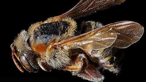 Dos especies de abeja demuestran que el istmo de Panamá data de hace 20 millones de años