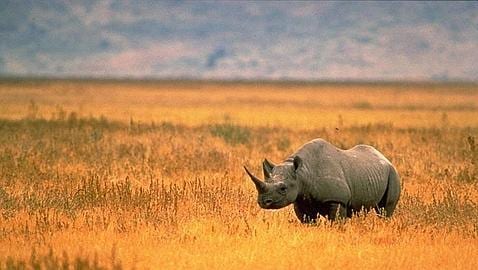 Declaran extinto al Rinoceronte Negro de África Occidental