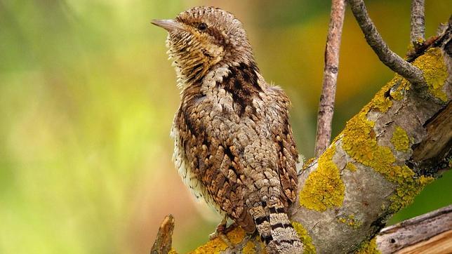 FotoAves 2011 se vuelca con el Año Internacional de los Bosques