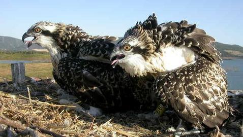La BBC rodará en el estrecho de Gibraltar su reportaje estrella sobre la migración de las águilas pescadoras