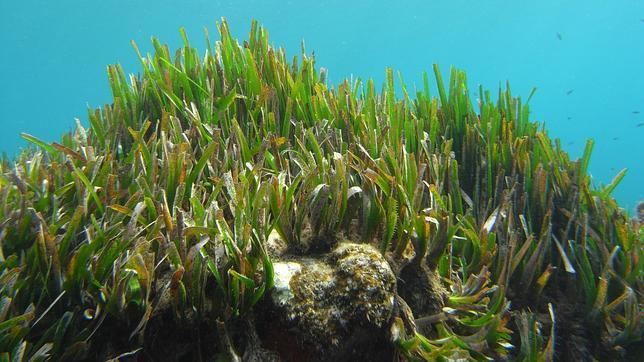 Los griegos y romanos ya contaminaban el Mediterráneo hace 2.800 años