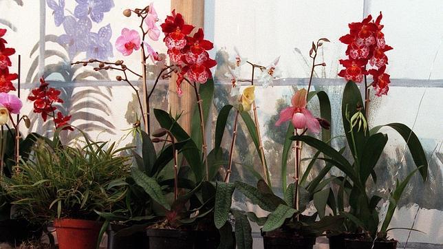 El Parque del Oeste acogerá en diciembre las orquídeas más bellas y raras del mundo