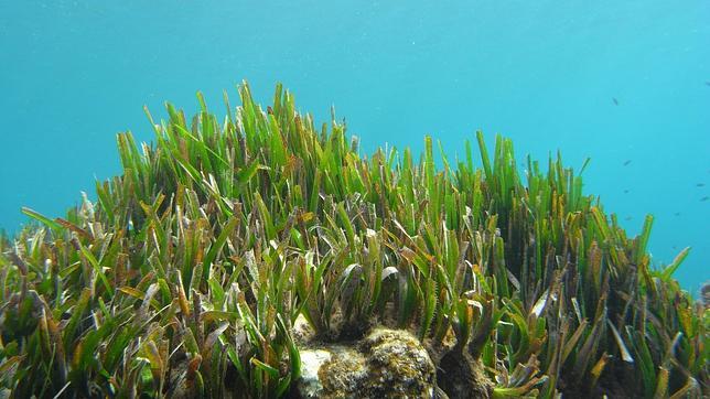 La contaminación por metales en el Mediterráneo comenzó hace 2.800 años
