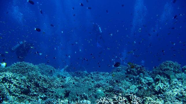 Australia congela muestras genéticas de corales de la Gran Barrera de Coral