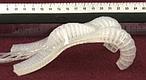 Científicos crean un robot flexible como un calamar