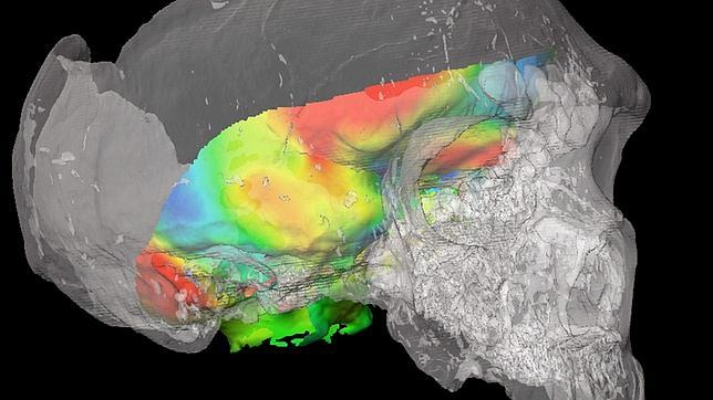 Los primeros «Homo sapiens» podían oler mejor que los neandertales