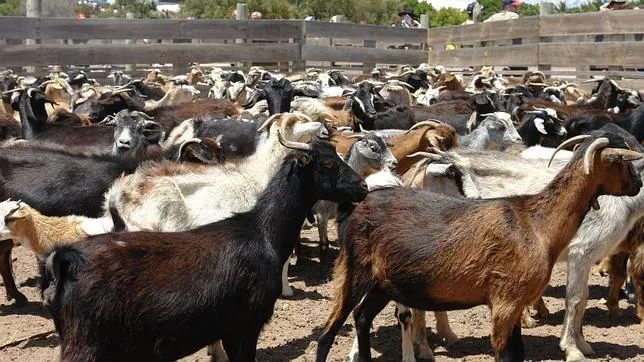 Hallada en La Gomera una cabra hermafrodita