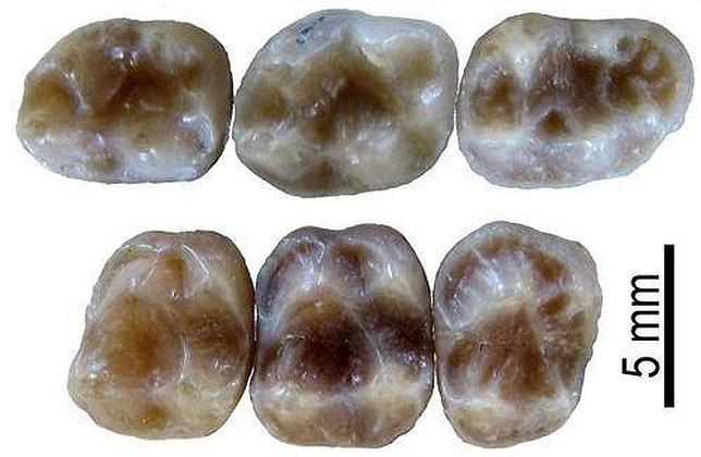 Descubierto un nuevo primate en Cataluña