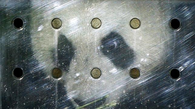 Un panda, en la lista de mujeres más destacadas de 2011 en Reino Unido