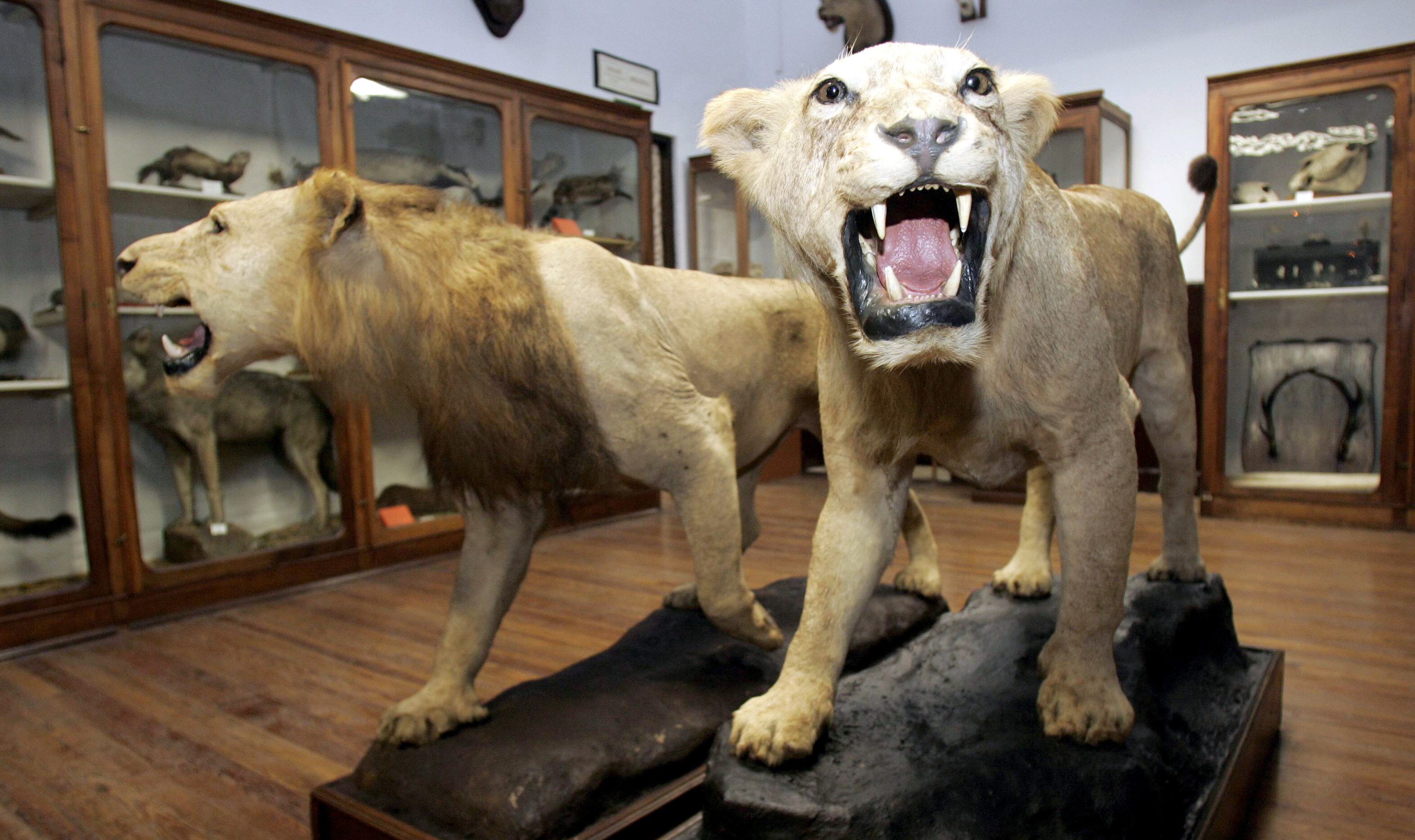 Un total de 74 piezas de fauna africana se incorpora a la colección del Museo de Ciencias Naturales de la UVa