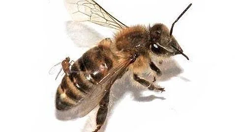 Unas moscas parasitarias convierten en zombis a las abejas de la miel