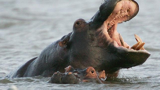 Mueren más de 80 hipopótamos por ántrax en Zimbabue