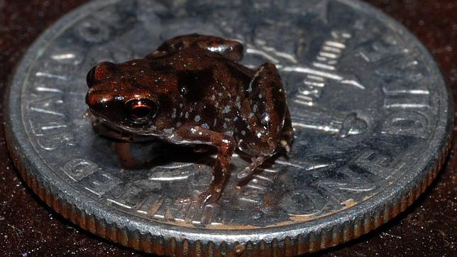 Una rana más pequeña que una moneda
