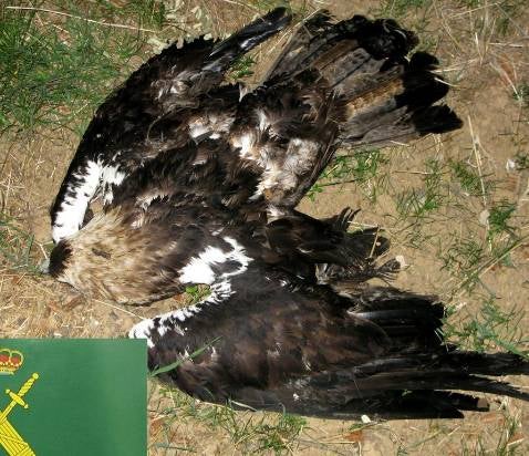 Ecologistas proponen suspender la caza en el coto de Campo de Montiel