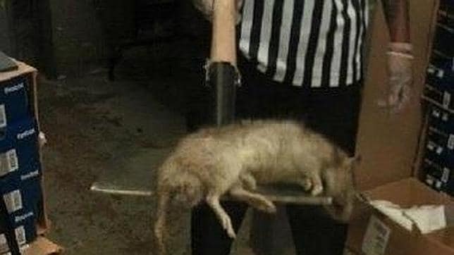 Las ratas gigantes de Gambia invaden el barrio del Bronx, en Nueva York