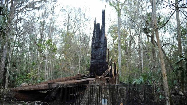 Se calcina uno de los árboles más longevos del mundo sin motivo aparente en Florida