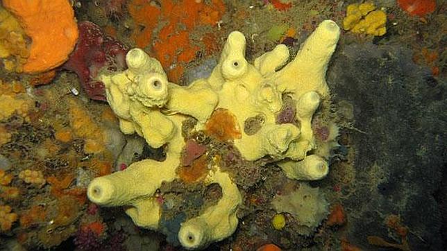 ¿Cuánto contamina un crucero?