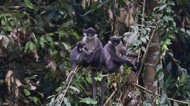 Hallan en Borneo monos lagures grises de Miller, que se creían extintos
