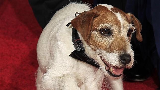 Uggie, el perro de «The Artist», se jubila