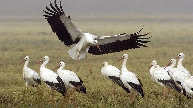 Unas 100.000 aves inician su particular operación «Paso del Estrecho»