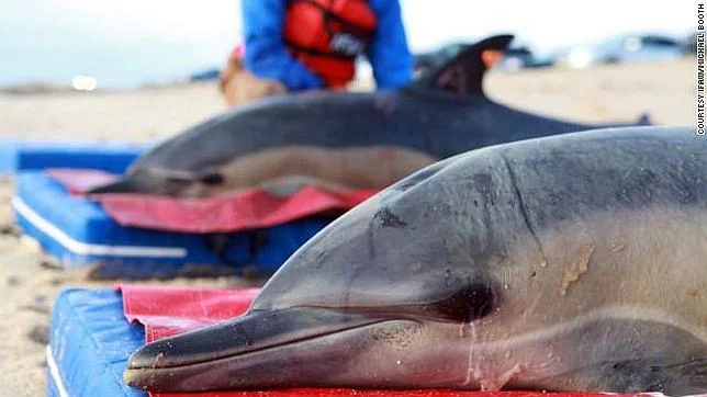 Encuentran 81 delfines muertos en la costa noreste de Estados Unidos
