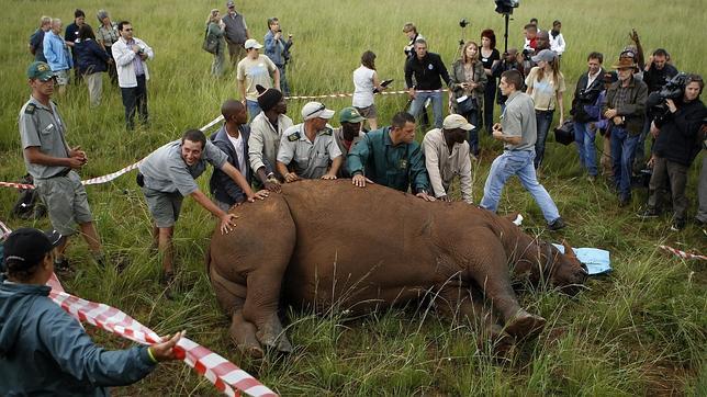 Protestan contra la caza furtiva y matan a un rinoceronte