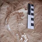 Descubren una «mamá» dinosaurio empollando sus huevos