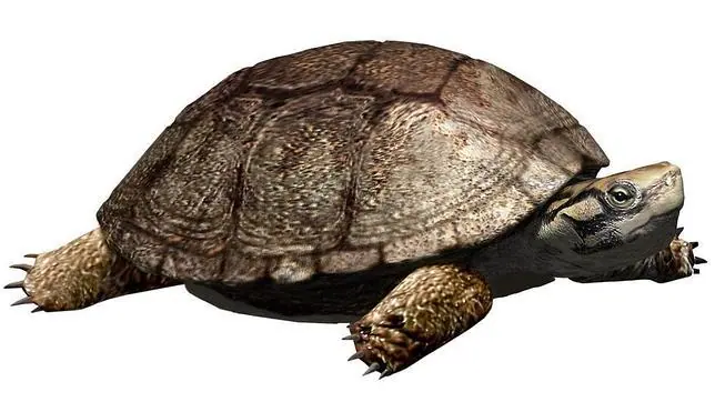 Una tortuga de la época de los dinosaurios aparece en Lérida
