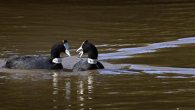 Aumenta el número de aves acuáticas en el Delta del Ebro