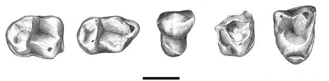 El primate comeinsectos de Soria