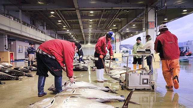 La lonja de los tiburones