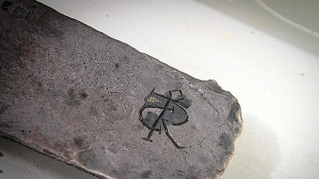 Un tesoro por descubrir