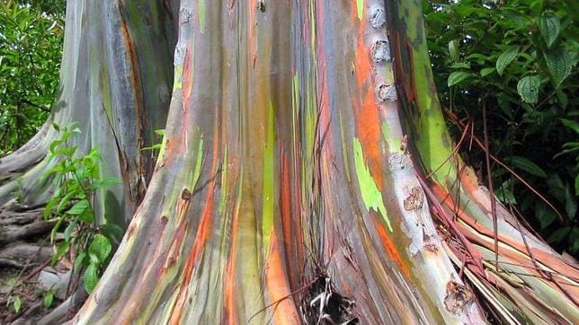 El curioso árbol de los mil colores