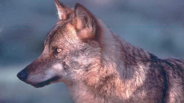 España pide a Bruselas que el lobo no sea especie protegida al sur del Duero
