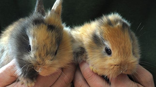 Un pisotón mata a Til, el conejo sin orejas que nació en un zoo de Alemania hace tres semanas