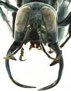 Descubren en Indonesia un ejemplar de avispa gigante