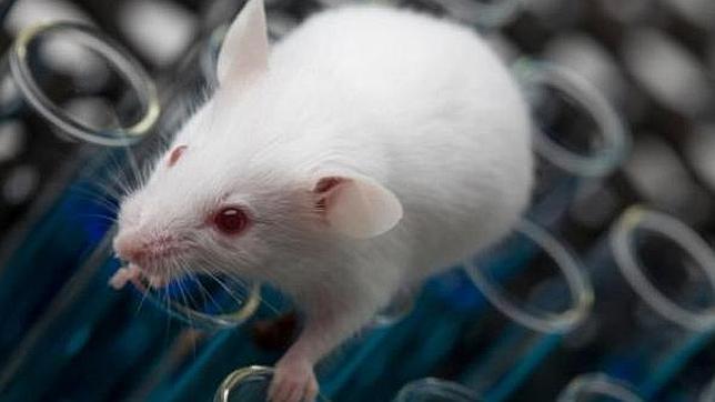 Implantar recuerdos falsos en el cerebro es posible