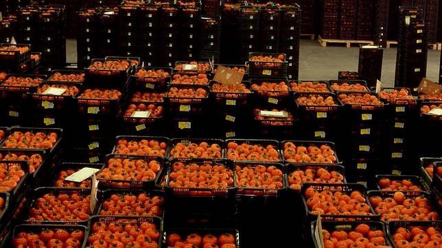Futuro incierto en el sector de frutas y hortalizas tras el acuerdo con Marruecos