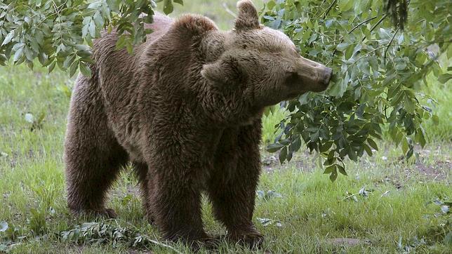 Un manual de buenas prácticas para que los cazadores no perjudiquen al oso pardo
