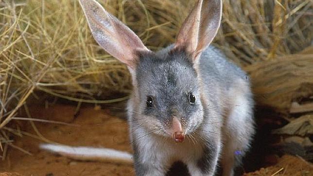 Australia cambia su conejo de Pascua por su nativo «bilby» de chocolate