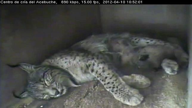 Imágenes en directo de los linces de Doñana