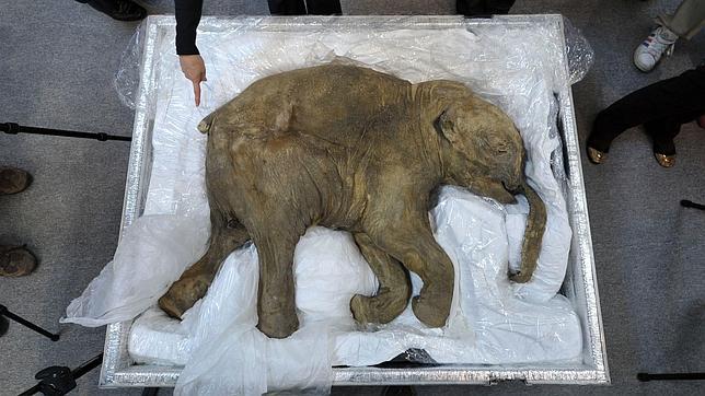 El bebé de mamut mejor conservado, de gira por Asia