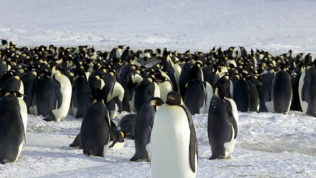 Hay el doble de pingüinos emperador en la Antártida de los que estimaban los científicos
