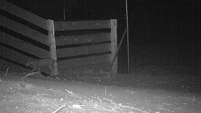 Hallan el cadáver de un lince ibérico en la A-49, a la altura de La Palma (Huelva)