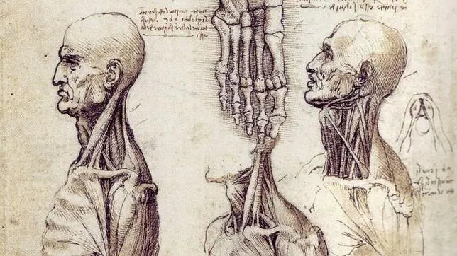 Los dibujos de anatomía de Leonardo salen a la luz en el Palacio de  Buckingham