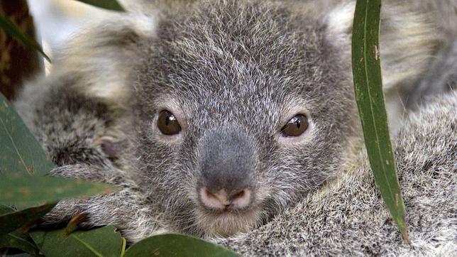 Los koalas serán declarados «especie amenazada» en algunas zonas de Australia