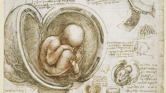 Anatomía de Leonardo