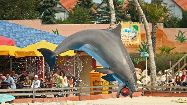 Una fiesta en un acuario de Suiza acaba con dos delfines muertos por sobredosis