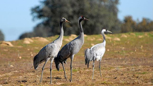 IV Festival de las Aves «Ciudad de Cáceres»