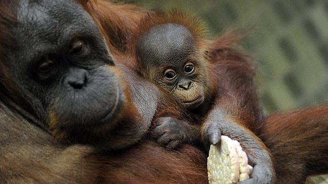 Hay 1.000 orangutanes huérfanos y desplazados en todo el mundo